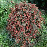 Cotoneaster Coral Beauty - Cotoneaster Suecicus Coral Beauty