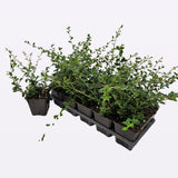 Cotoneaster Coral Beauty - Cotoneaster Suecicus Coral Beauty