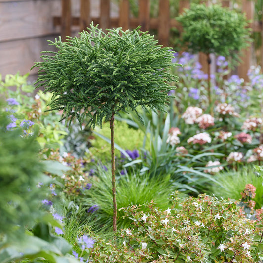 Cryptomeria japonica 'Toad' altoit pe picior