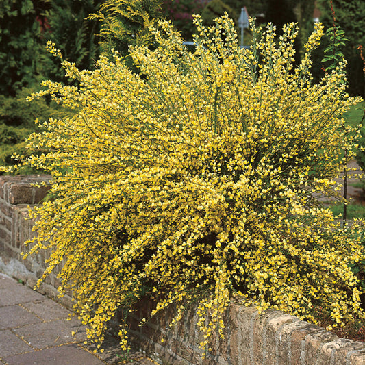Măturică Galbenă Allgold - Cytisus Allgold