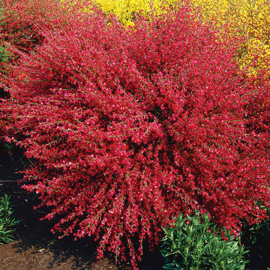 Măturică Roșie Bookscoop Ruby - Cytisus Bookscoop Ruby