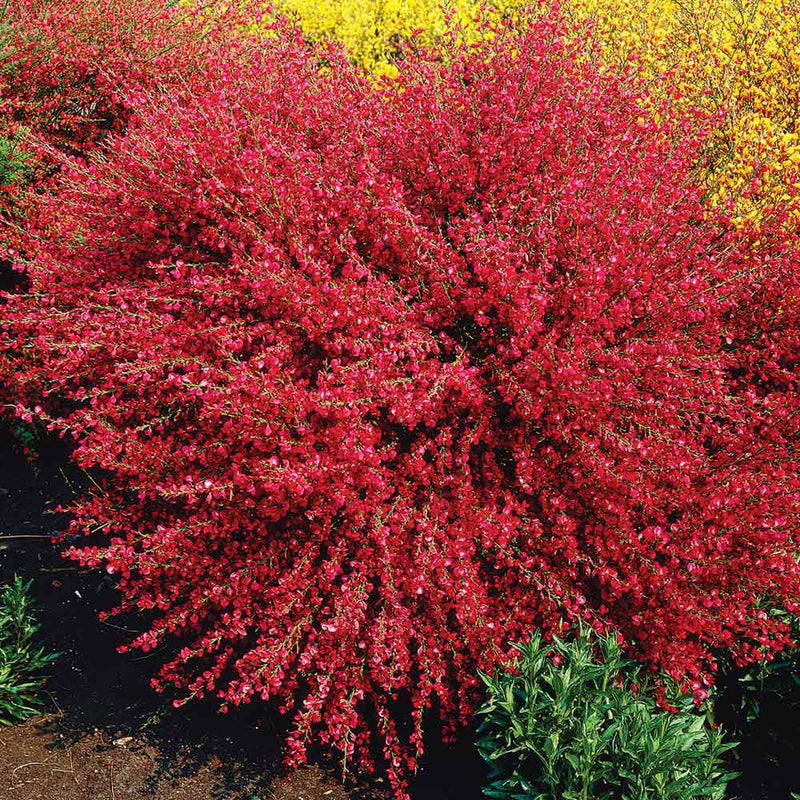 Măturică Roșie Bookscoop Ruby - Cytisus Bookscoop Ruby