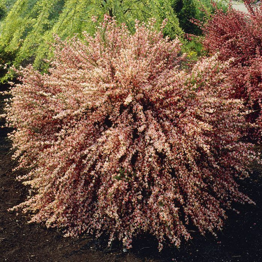 Măturică Roz Zeelandia - Cytisus Zeelandia