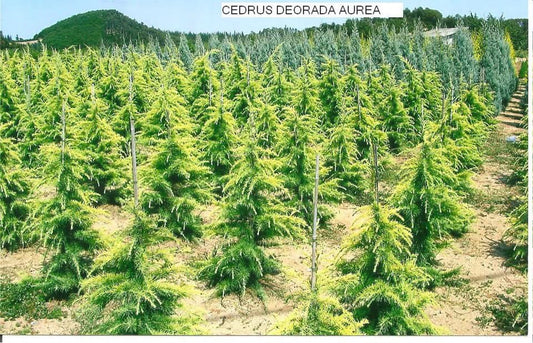 Cedrus Deodara  'Kelly' Premium (Precomanda - Poze Reale)