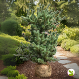 Pinus parv. 'Negishi' la balot