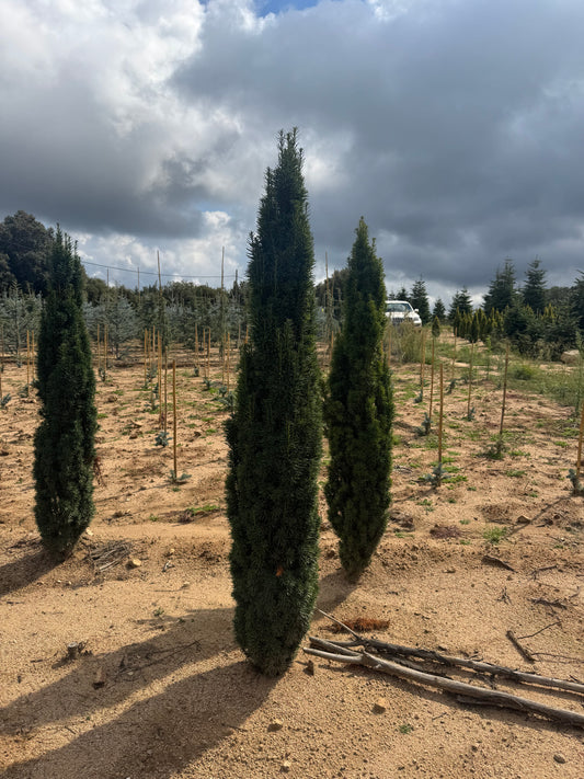 Taxus baccata 'Fast. Robusta' (Precomanda)