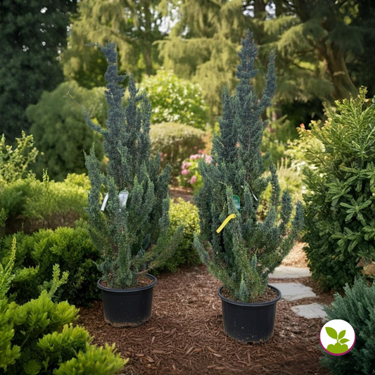 Chamaecyparis l. 'Wissel's Saguaro'  - livrare dupa 10 octombrie