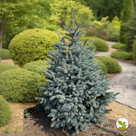 Picea pung. 'Super Blue' la balot - livrare dupa 10 octombrie