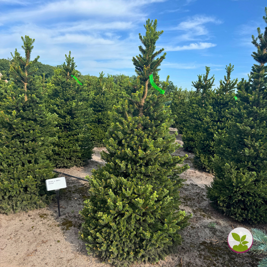 Picea a. 'Cupressina' la balot - livrare dupa 10 octombrie