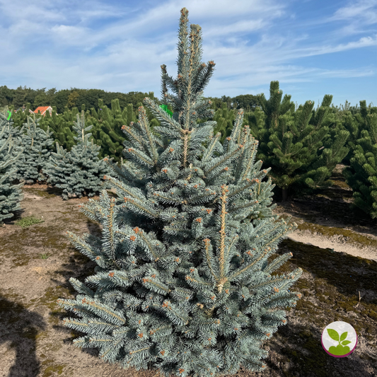 Abies lasiocarpa 'Compacta' la balot - livrare dupa 10 octombrie