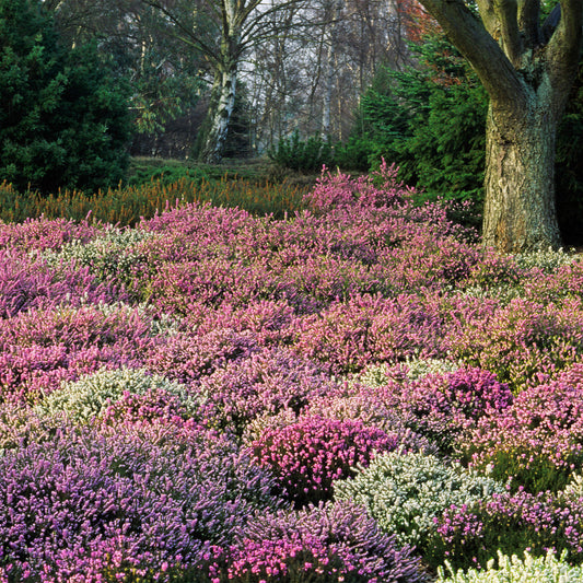 Erica Mixtă - Erica X Darleyensis Mixed