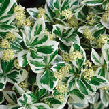 Dafin Japonez Emerald Gaiety - Euonymus Fortunei Emerald Gaiety