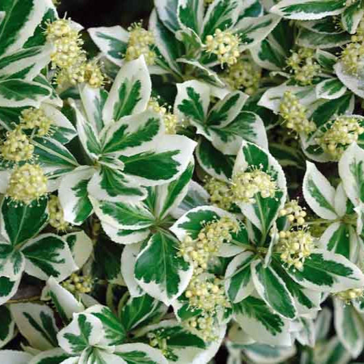 Dafin Japonez Emerald Gaiety - Euonymus Fortunei Emerald Gaiety