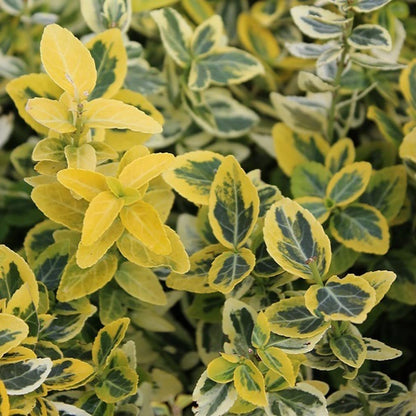 Dafin Japonez Emerald Gold - Euonymus Fortunei Emerald Gold