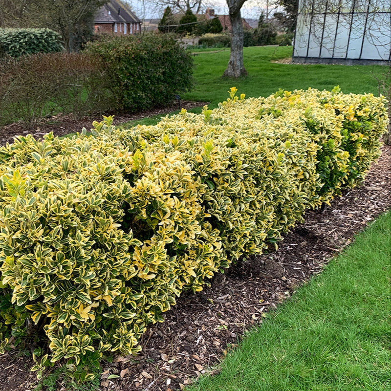 Dafin Japonez Auriu - Euonymus Japonicus Aureus