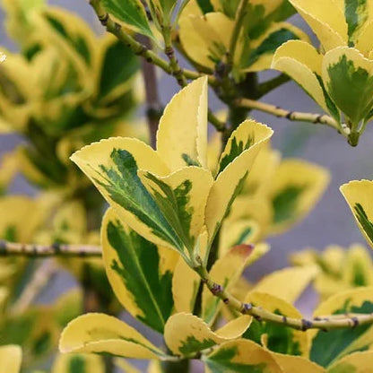 Dafin Japonez Auriu - Euonymus Japonicus Aureus