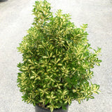 Dafin Japonez Auriu - Euonymus Japonicus Aureus