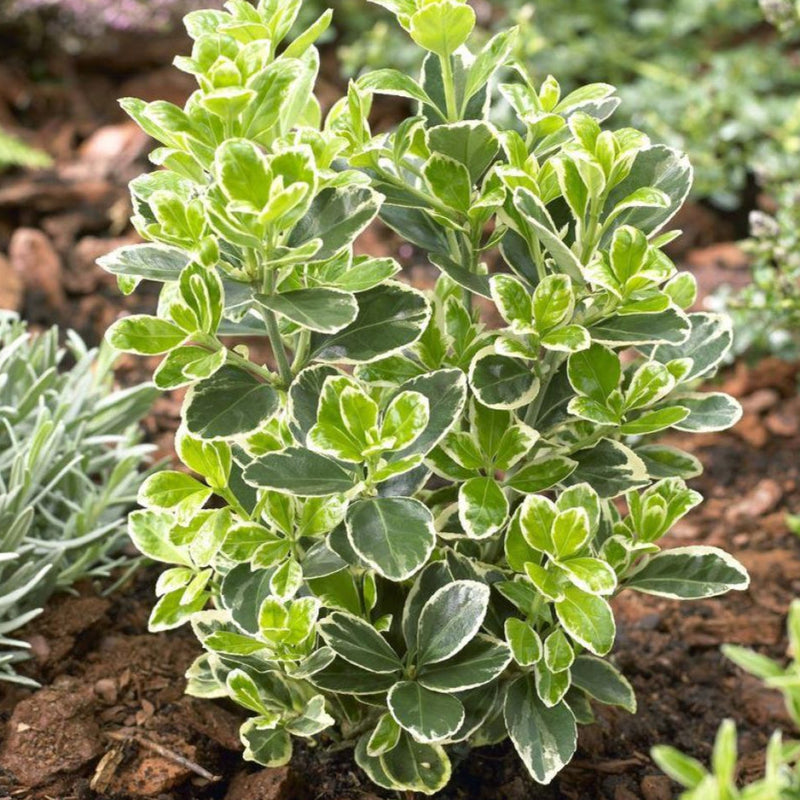 Dafin Japonez Kathy - Euonymus Japonicus Kathy