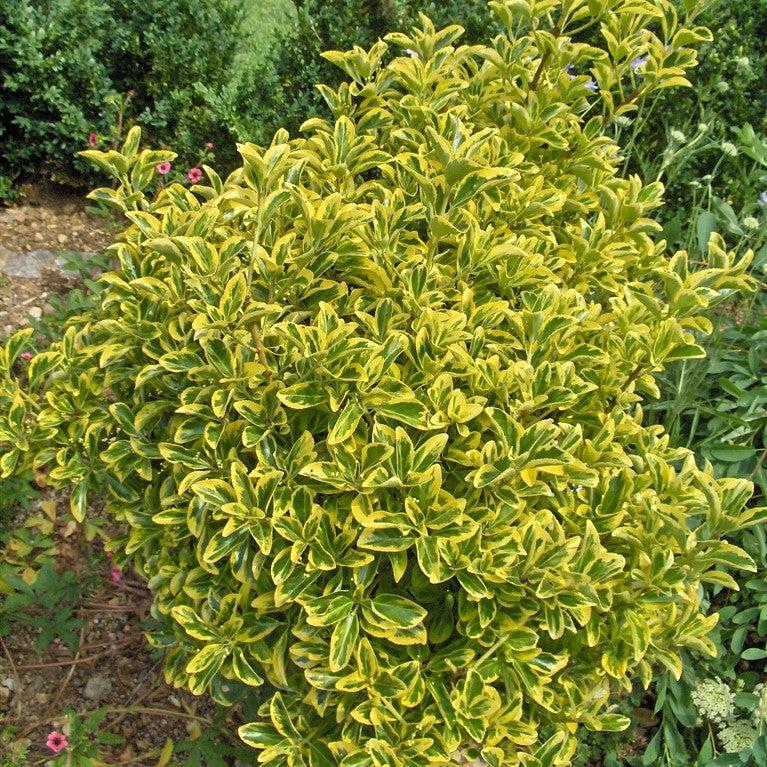 Euonymus Japonez Cu Margini Aurii - Euonymus Japonicus Aureomarginatus