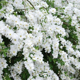 Arbustul Miresei Niagara - Exochorda Racemosa Niagara