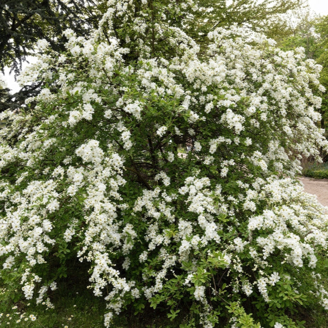Arbustul Miresei Niagara - Exochorda Racemosa Niagara