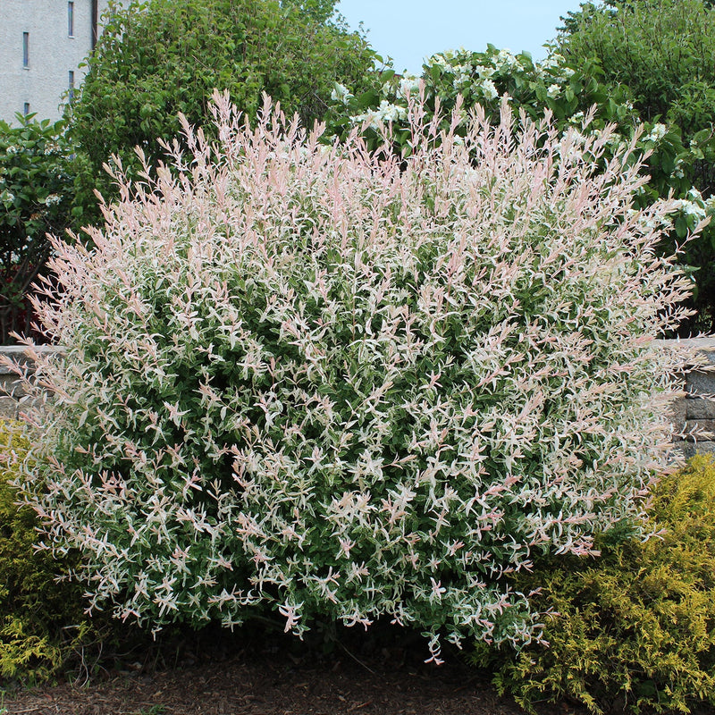 Salix integra "Flamingo"