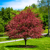 Fag Tricolor - Fagus Sylvatica Tricolor