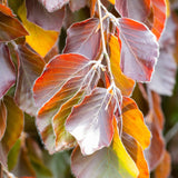 Fag Black Swan - Fagus Sylvatica Black Swan