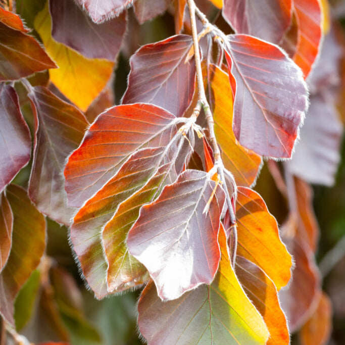 Fag Black Swan - Fagus Sylvatica Black Swan