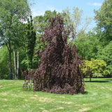 Fag Black Swan - Fagus Sylvatica Black Swan