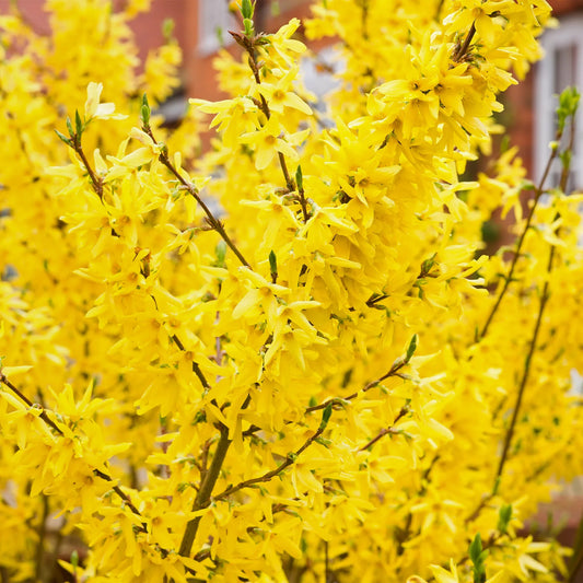 Ploaia De Aur Goldrausch - Forsythia 'Goldrausch'