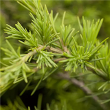 Cedru Auriu Golden Horizon - Cedrus Deodara Golden Horizon