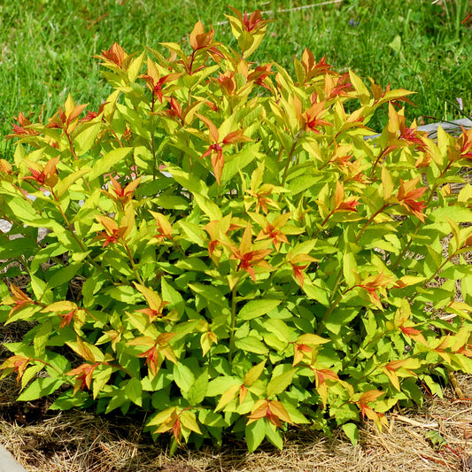 Spirea Goldflame - Spiraea Bumalda Goldflame