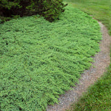 Ienupar pitic verde - Juniperus Procumbens Nana