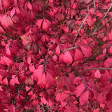 Euonymus alat. 'Compactus' la balot