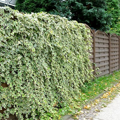 Iedera Goldchild - Hedera Helix Goldchild