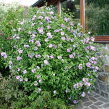 Hibiscus Ardens - Hibiscus Syr. Ardens