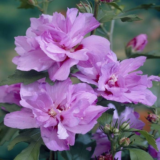 Hibiscus Ardens - Hibiscus Syr. Ardens