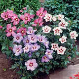 Hibiscus Tricolor - Hibiscus Syr. Tricolor