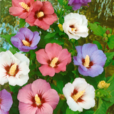 Hibiscus Tricolor - Hibiscus Syr. Tricolor