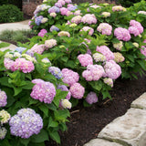 Hortensie Endless Summer - Hydrangea Macrophylla Endless Summer