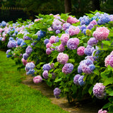 Hortensie Endless Summer - Hydrangea Macrophylla Endless Summer