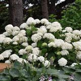 Hortensia Annabelle - Hydrangea Arborescens Annabelle