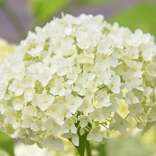 Hortensia Annabelle - Hydrangea Arborescens Annabelle