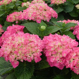 Hortensia Red Baron - Hydrangea Macr. Red Baron