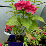 Hortensia Red Baron - Hydrangea Macr. Red Baron
