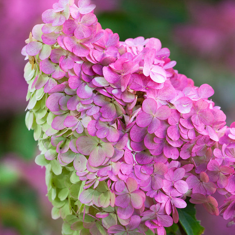 Hortensia Vanille Fraise - Hydrangea Pan.Vanille Fraise