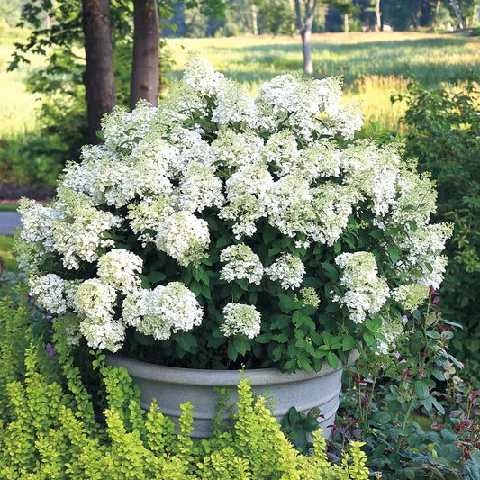 Hortensia Paniculată Bobo - Hydrangea Pan. 'Bobo'®
