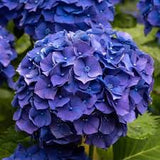 Hortensia Blue Ball - Hydrangea `Blue Ball`