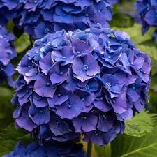 Hortensia Blue Ball - Hydrangea `Blue Ball`
